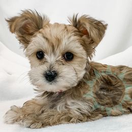 Dachshund, Great Dane, and Yorkshire Terrier Puppies from WZ Kennels