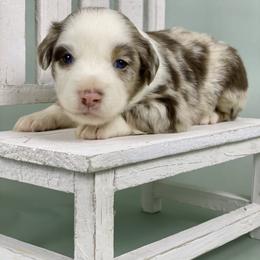 Denali - Red merle Miniature Australian Shepherd puppy in Jerome, Idaho from Merrick Mini Aussies
