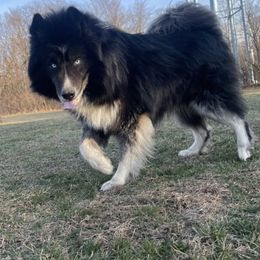 Bear - Siberian Husky