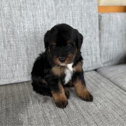 Girl 4 - Tri-color female Bernedoodle puppy in Spring Hill, Florida from Ohana Doodles