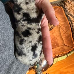Teddy - Fawn (Isabella) male Dachshund puppy in Birchtree, Missouri from Cruzan Dachshunds