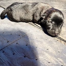Braiden - Black brindle male Scottish Terrier puppy in Chattanooga, Tennessee from Oodles of Cuties!