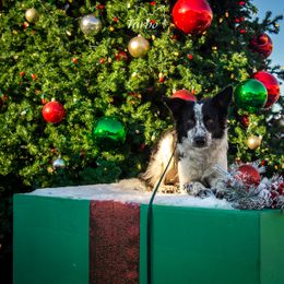 Border Collie, Golden Retriever, and Sporty Mix Puppies from Turbo Border Collies & Coltrievers