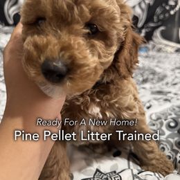 Rita - Apricot female Poodle puppy in Houston (Rosenberg Area), Texas from Danielle's Poodles