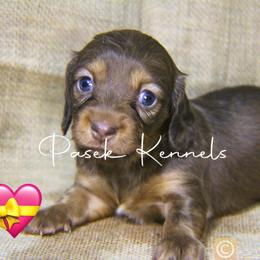Dachshund Puppies from Pasek Kennels