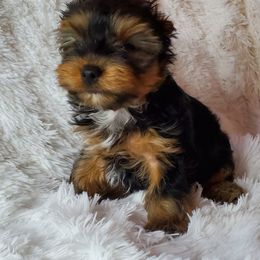 Yorkshire Terrier Puppies from Pixieland Yorkshire Terriers