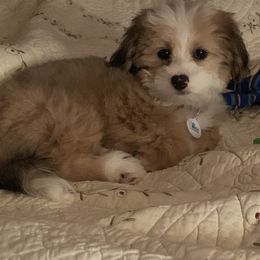 Bernedoodle Puppies from Mini Bernedoodle Babies- Indiana