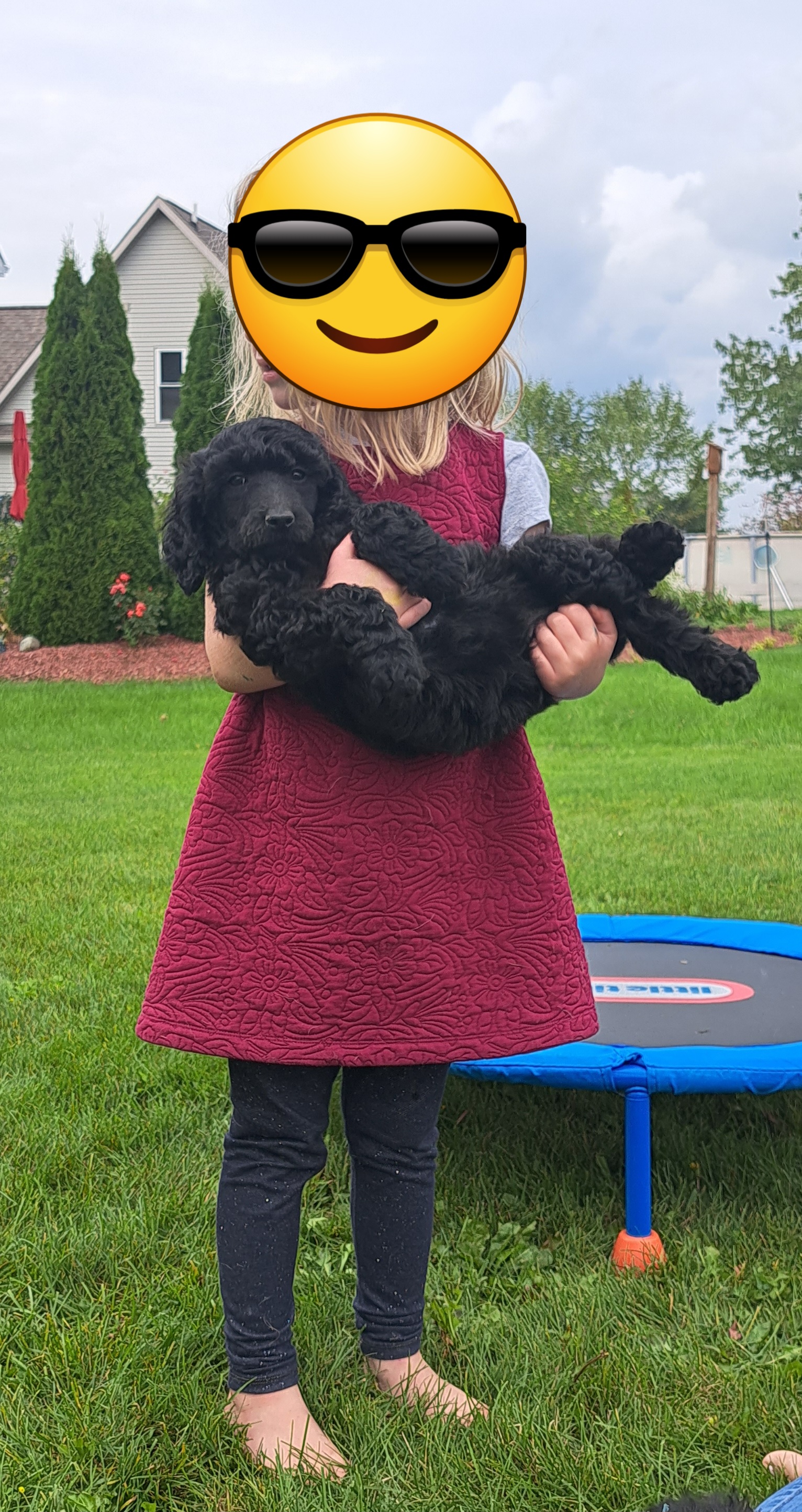 Poodle Puppies from Floyd B Poodle