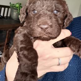 Boy ( white) - Chocolate male Labradoodle puppy in Lowville, New York from Pleasant View Labradoodles and micro cockapoos