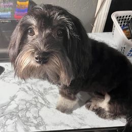 Havanese from LaBeouf Havanese’s