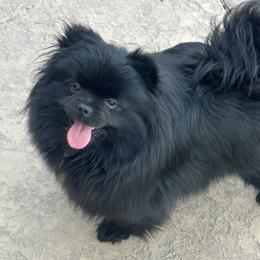 FeBe - Pomeranian