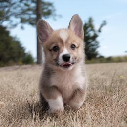 Pembroke Welsh Corgi Puppies from Bellwether Acres