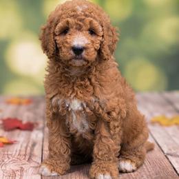 Parker (Spider man) - Apricot male Poodle puppy in Lecanto, Florida from Lecanto Puppy