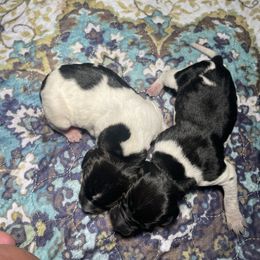 Right puppy - Black and white female German Shorthaired Pointer puppy in Providence, Kentucky from Dills German Shorthairs