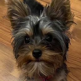 Yorkshire Terriers from Griffin's Yorkshire Terriers