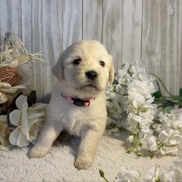 3rd Pick Female - Light golden female Golden Retriever puppy in Waddell, Arizona from Sunshine Mountain Retrievers