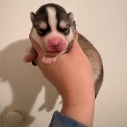 2 - Black and white female Pomsky puppy in La Verne, California from Red Cedar Pomskies