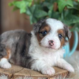 Jack Hughes - Blue merle male Aussiedoodle puppy in Lancaster, Minnesota from Finney Ranch