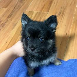 BonBon - Black and white male Pomsky puppy in Avoca, Michigan from Repurposed Paradise Farm