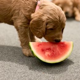 Goldendoodle Puppies from Sac River GoldenDoodles LLC