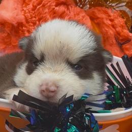 Jazzy - Chocolate female Pomsky puppy in Spring Hill, Florida from PDQ Pomskies