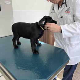 Labrador Retriever Puppies from Branley's Riverside Labradors