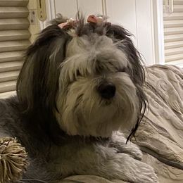 Maddie - Havanese