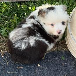 Black over left eye - Blue merle male Miniature Australian Shepherd puppy in Graham, North Carolina from Thompson Farm Mini Aussies