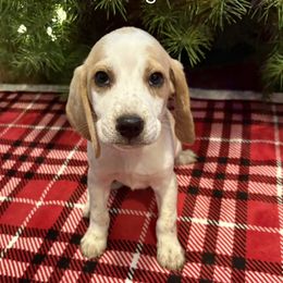 Honeys Green Collar - Lemon and white male Beagle puppy in Brownsville, Oregon from Beagles on the Run