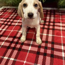 Honeys Green Collar - Lemon and white male Beagle puppy in Brownsville, Oregon from Beagles on the Run