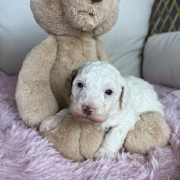Beau - Parti male Goldendoodle puppy in Ottawa, Ohio from Simply Beautiful Goldendoodles