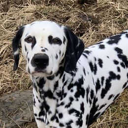 Pax - Dalmatian
