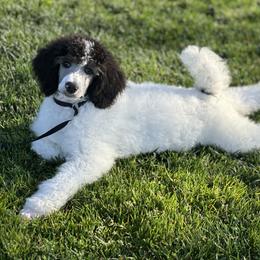 Mal - Parti female Poodle puppy in Roseville, California from Aura & Luxe Poodles