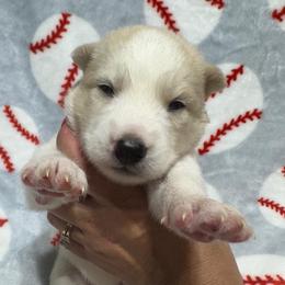 AKC Limestone - White male Siberian Husky puppy in Centreville, Maryland from Huskies By the Bay