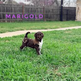 Marigold - Merle female Goldendoodle puppy in Dallas County, Texas from Dream A Little Doodle