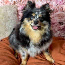 Chestnut - Pomeranian