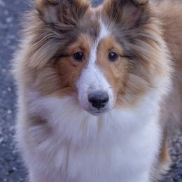 Mari - Shetland Sheepdog