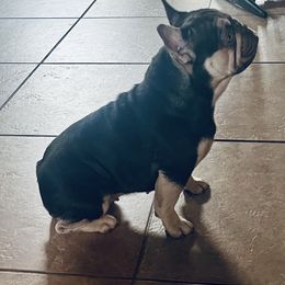 Olive - French Bulldog