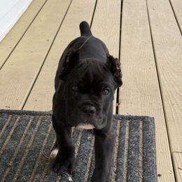 Cane Corso Puppies from Better Than You Cane Corso’s