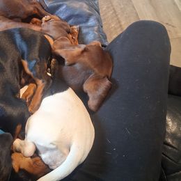 Dachshunds from The Mini Farmhouse