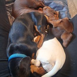 Dachshunds from The Mini Farmhouse