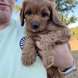Cavapoo and Goldendoodle Puppies from Southern Country Doodles