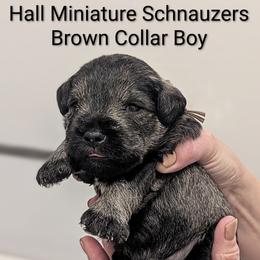 Brown Collar - Salt and pepper male Miniature Schnauzer puppy in Peoria, Arizona from Hall Miniature Schnauzers