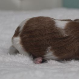 Adam - Blenheim male Cavalier King Charles Spaniel puppy in Leonard, Texas from Rising Star Kennels