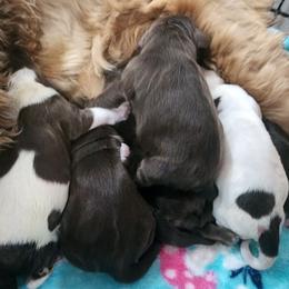 AKC Snoopy ( brown sable Roan ) - Brown roan and tan male Cocker Spaniel puppy in New Market, Tennessee from Down in the Holler