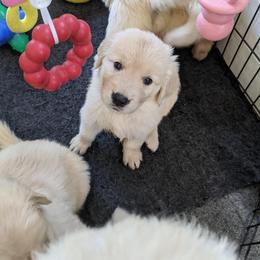 Golden Retriever Puppies from Sandy's Golden Pups