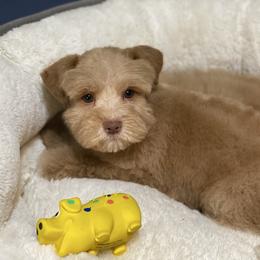Red male - Wheaten male Miniature Schnauzer puppy in Calhoun, Georgia from The BrickHouse Miniature Schnauzers