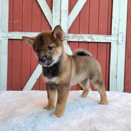 Kuki - Sesame female Shiba Inu puppy in Sacramento, California from Shiba Inu of Matrix