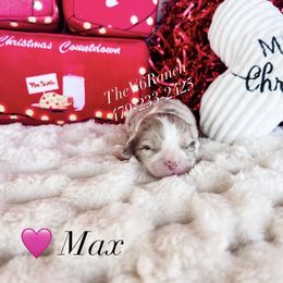 Max - Red merle female Aussiedoodle puppy in Sulphur Bluff, Texas from V6 Ranch Dogs