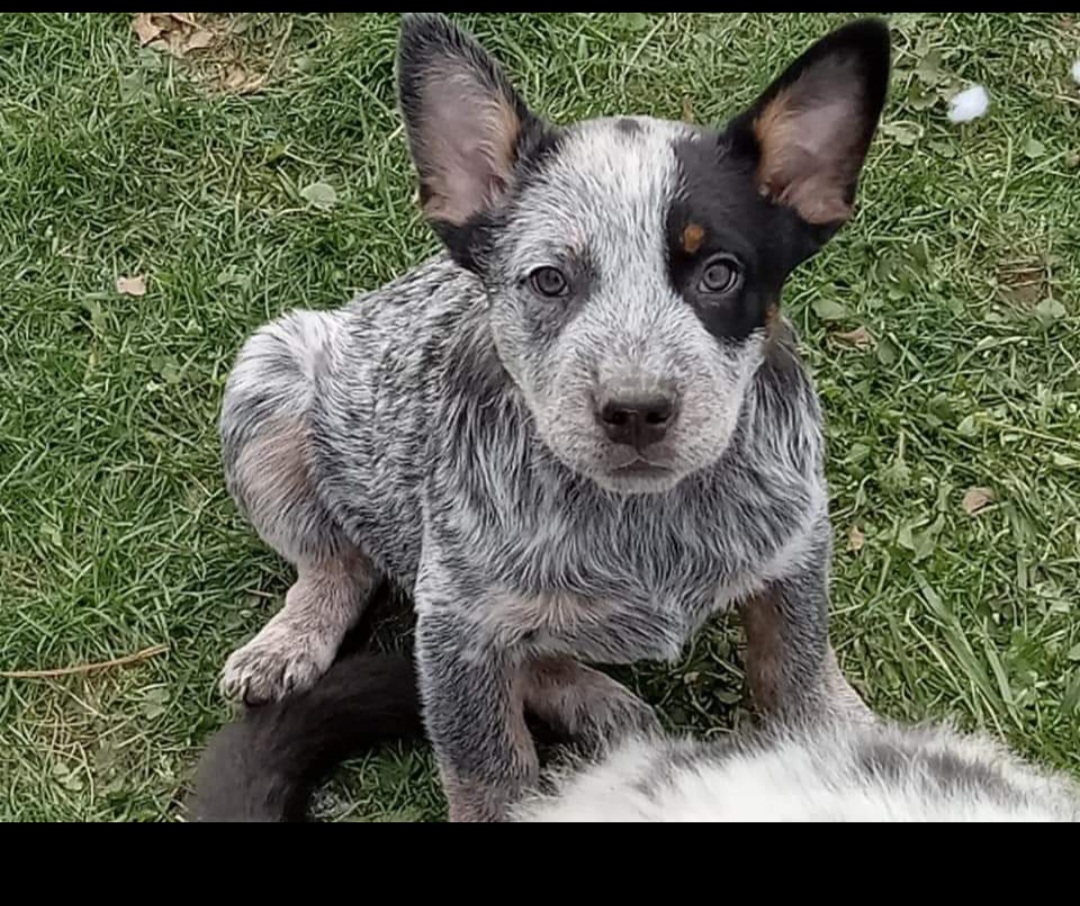 Australian Cattle Dogs from Stacie Doraty's Australian Cattle Dogs